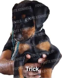 Trick